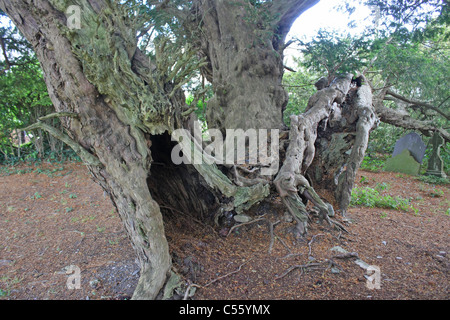 Arbre d'if dans le cimetière Saint Digain au Pays de Galles Banque D'Images