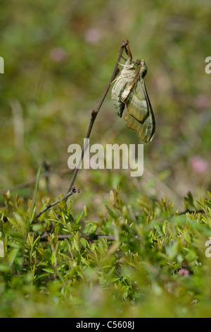 Lime Hawk-moth (Mimas tiliae) sur une branche Banque D'Images