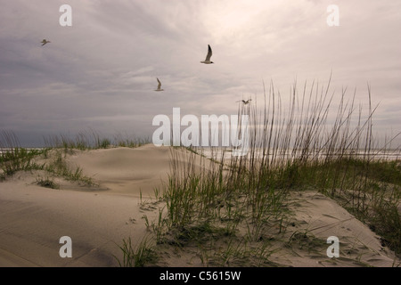 Oiseaux voler au-dessus de la mer, peu Talbot Island State Park, Little Talbot Island, Florida, USA Banque D'Images