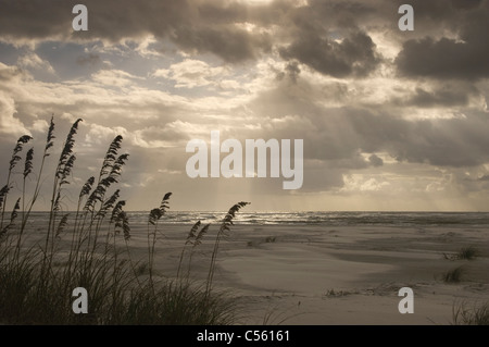 L'herbe sur la plage, peu Talbot Island State Park, Florida, USA Banque D'Images