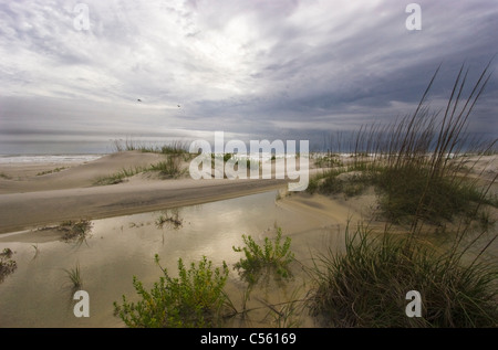 L'herbe sur la plage, peu Talbot Island State Park, Florida, USA Banque D'Images