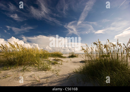 L'herbe sur la plage, peu Talbot Island State Park, Florida, USA Banque D'Images