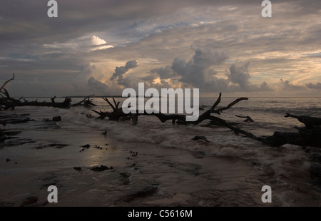 Le Driftwood beach, Big Talbot Island, Florida, USA Banque D'Images