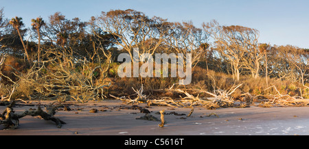 Le Driftwood beach, Big Talbot Island, Florida, USA Banque D'Images