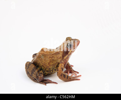 Rana Temporia découpe grenouille commune UK modèle sur un fond blanc. Banque D'Images