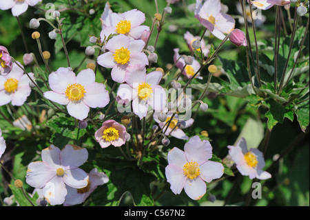 Anémone à fleurs de Narcisse - Narcissus Anemone (Anemone narcissiflora) floraison en été Banque D'Images