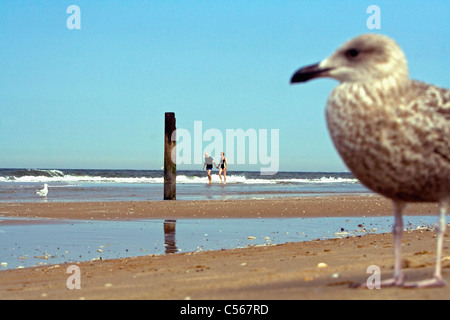 Les Pays-Bas, Zandvoort, Seagull sur plage. Les gens qui marchent Banque D'Images