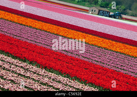 Les Pays-Bas, de appels, fleurs et champs de tulipes. Banque D'Images