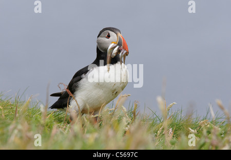 Macareux moine, Fratercula arctica. Avec lançon dans la bouche. Dans la Lunga sur Treshnish Isles, Ecosse, Royaume-Uni. Banque D'Images