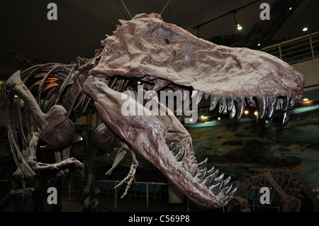 Tyrannosaurus rex tête dans l'écran. Beijing, Chine. Banque D'Images