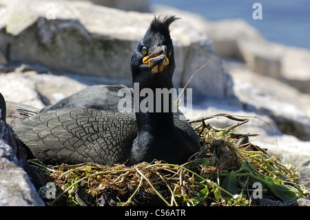 European shag nichant sur les îles Farne Banque D'Images