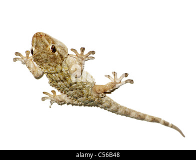 Un gros plan sur un mur d'escalade reptile gecko Banque D'Images