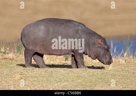 Un jeune Hippopotame (Hippopotamus amphibius), Sabie-Sand nature reserve, Afrique du Sud Banque D'Images