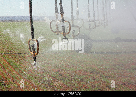 Aspersion d'eau d'un système d'irrigation des cultures à pivot central Banque D'Images