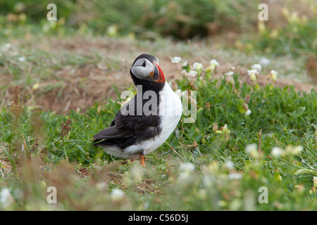 Puffinn atlantique Fratercula arctica adulte en plumage nuptial Banque D'Images
