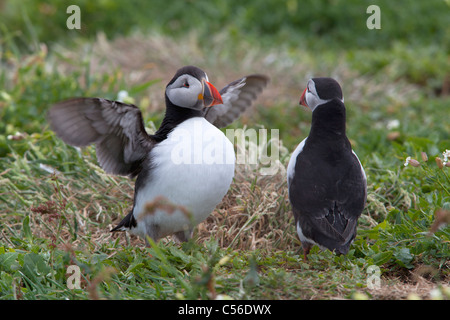 Macareux moine (Fratercula arctica paire adultes avec un battement d'aile d'oiseau Banque D'Images