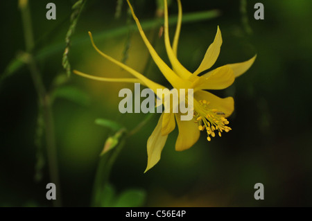 L'ancolie, doré (Aquilegia chrysantha), se développe sur le mont Lemmon, montagnes Santa Catalina, désert de Sonora, en Arizona, USA. Banque D'Images