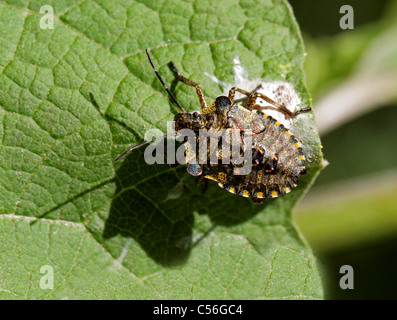 Forest Shieldbug, dernier stade de Pentatoma rufipes, Pentatomidae, Hémiptères. Nymphe Dernière étape avant de devenir un insecte adulte. Banque D'Images