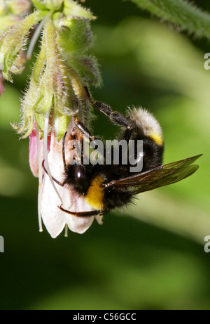 Coucou du sud, Bumblebee Bombus vestalis, Apinae, Apidae, Apoidea, Apocrita, Hyménoptères. Syn. Psithyrus vestalis. Banque D'Images