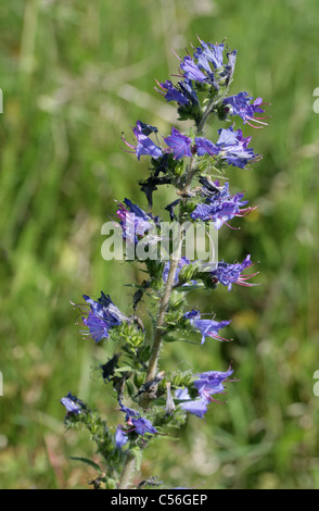 Vipérine commune, la vipère Blueweed ou Blue Devil, Echium vulgare, Boraginacées, l'Europe. La fleur sauvage. Banque D'Images