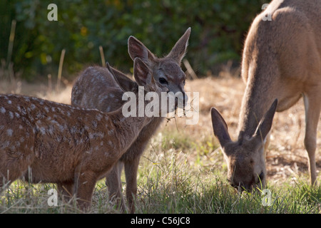 Deux faons de cerfs mulets Banque D'Images