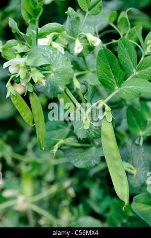 SugarSnap pois (Pisum sativum) croissant sur vine Banque D'Images