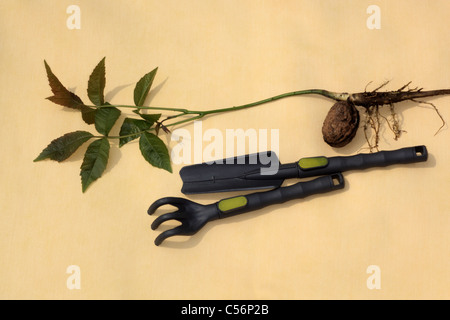 Noyer Juglans regia pousse dont les racines et les jeunes feuilles fraîches sur fond jaune jouet pour enfants outils de jardin taille comparaison Banque D'Images