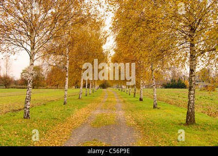 - 10117 Berlin 01 avenue Birch Tree Banque D'Images