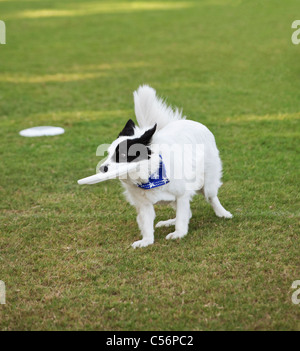 Border Collie Disc Frisbee Dog sur la course Banque D'Images