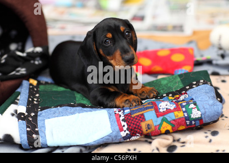 Chiot Teckel miniature poil court Banque D'Images