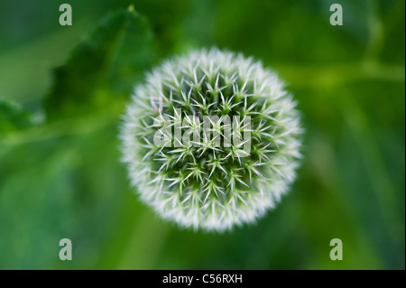 Trachycarpus fortunei Albus . À la recherche vers le bas sur un globe thistle flower Banque D'Images