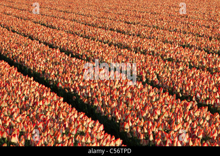 Les Pays-Bas, Burgerbrug, champ de tulipes. Banque D'Images