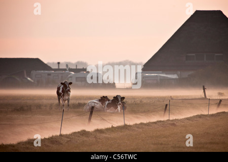 Les Pays-Bas, Callantsoog, vaches, Farm et Farm camping dans la brume du matin. Banque D'Images