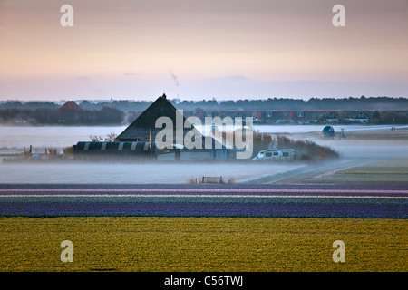 Les Pays-Bas, Callantsoog, Farm et Farm camping dans la brume du matin. Banque D'Images