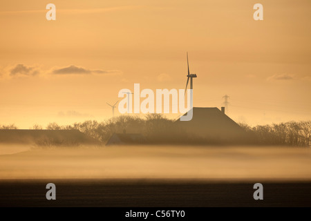 Les Pays-Bas, Callantsoog, ferme dans la brume du matin. Banque D'Images