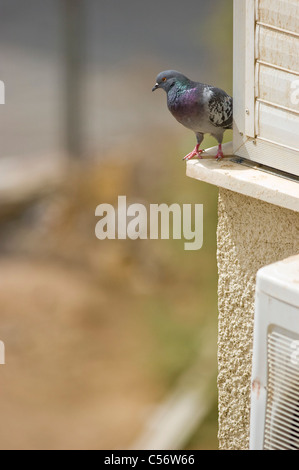 Ville pigeon (Columba livia) perché sur un rebord de fenêtre Banque D'Images