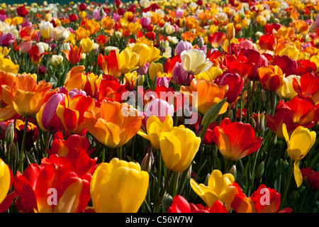 Les Pays-Bas, Julianadorp, champ de tulipes. Banque D'Images