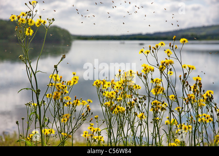 Rassemblement des perles sur un patch de Hawk's Beard, Blagdon Lake dans le Somerset Banque D'Images