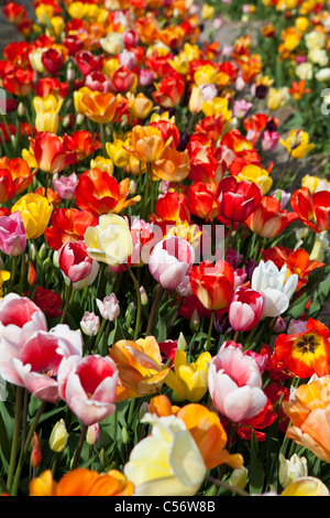 Les Pays-Bas, Julianadorp, champ de tulipes. Banque D'Images