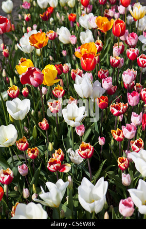 Les Pays-Bas, Julianadorp, champ de tulipes. Banque D'Images