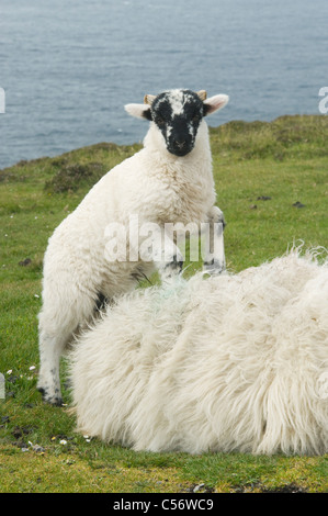 Black-faced mouton et agneau, péninsule de Dingle, Irlande de l'Ouest Banque D'Images