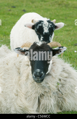 Black-faced mouton et agneau, péninsule de Dingle, Irlande de l'Ouest Banque D'Images