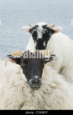 Black-faced mouton et agneau, péninsule de Dingle, Irlande de l'Ouest Banque D'Images