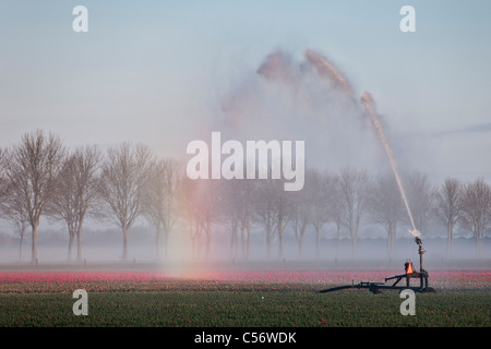 Les Pays-Bas, Niedorp, irriguant flowerfield. Banque D'Images