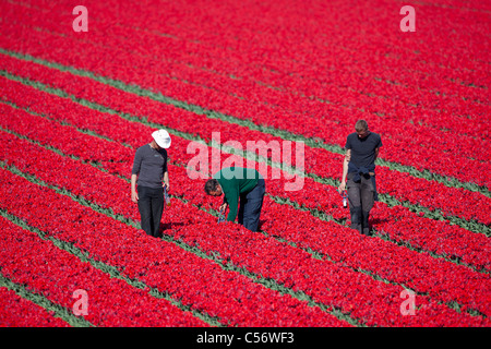 Les Pays-Bas, l'Oterleek, contrôle les hommes fleurs dans champ de tulipes. Banque D'Images