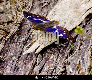 Battle scarred homme Purple Emperor Apatura iris en utilisant sa belle jaune citron au goût de la trompe d'une tranche de bois à Fermyn Woods Northamptonshire Banque D'Images