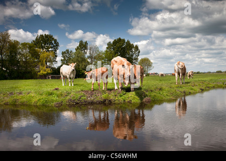 Les Pays-Bas, Weesp, vaches et veaux. Banque D'Images