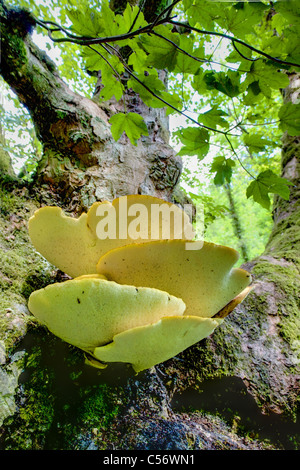 Grand champignon poussant sur sycamore Lathkill Dale Derbyshire Banque D'Images