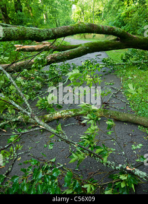 La chute d'arbres sur un sentier pavé après le violent orage Banque D'Images