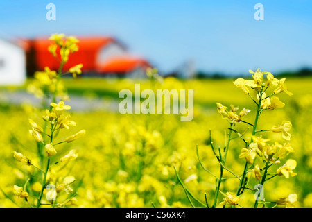 Beau Champ de colza canola, colza ou avec du jaune à l'orange bloom ferme de toit à l'arrière-plan, scène rurale. Banque D'Images